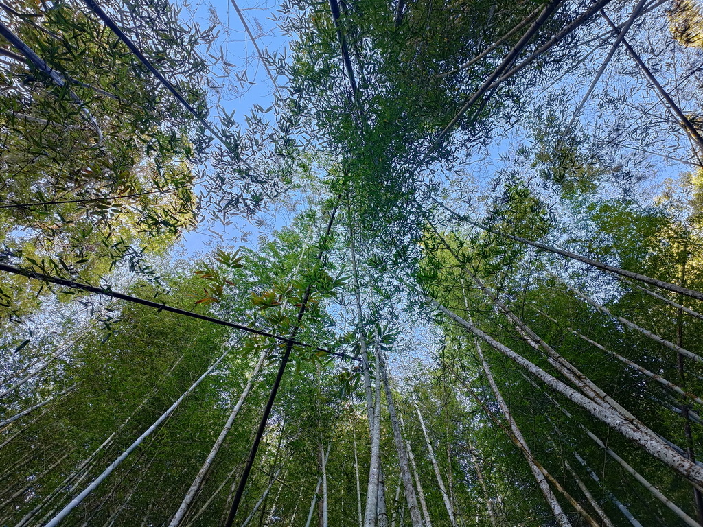 瑞太古道-英雄坡到回頭嶺O型縱走完成