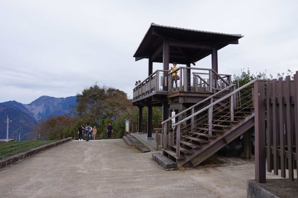 【1420 一世愛你的翠綠茶園環景】大風埕觀日峰