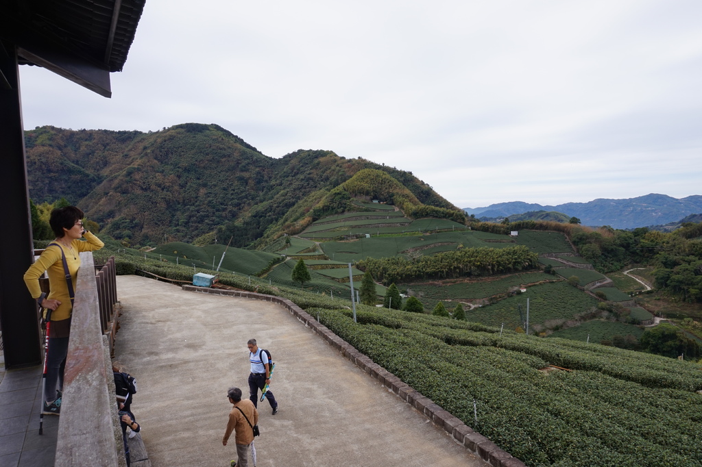 【1420 一世愛你的翠綠茶園環景】大風埕觀日峰