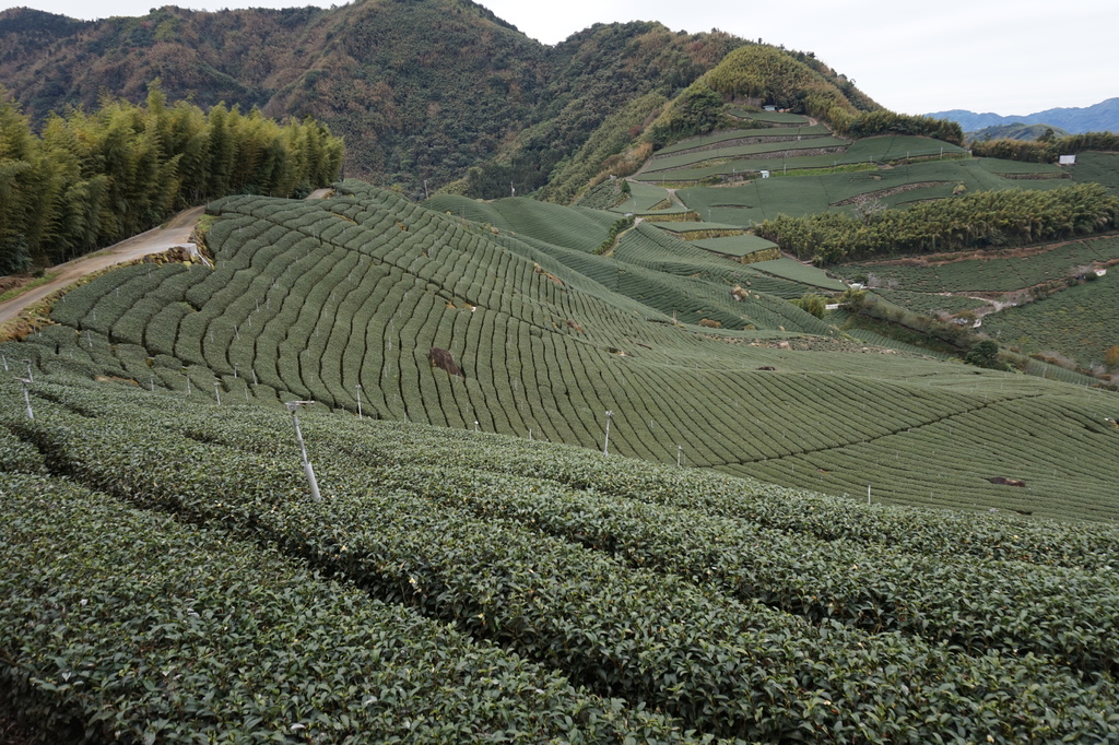 【1420 一世愛你的翠綠茶園環景】大風埕觀日峰