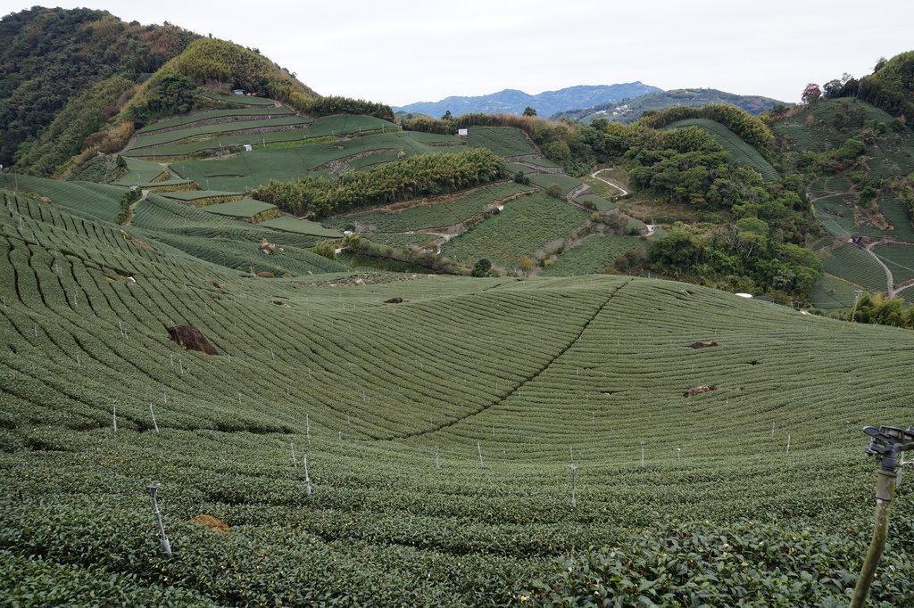 【1420 一世愛你的翠綠茶園環景】大風埕觀日峰