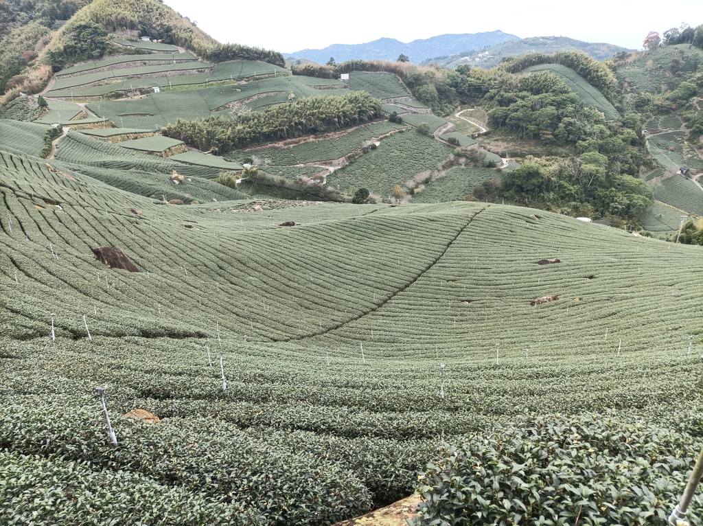 【1420 一世愛你的翠綠茶園環景】大風埕觀日峰