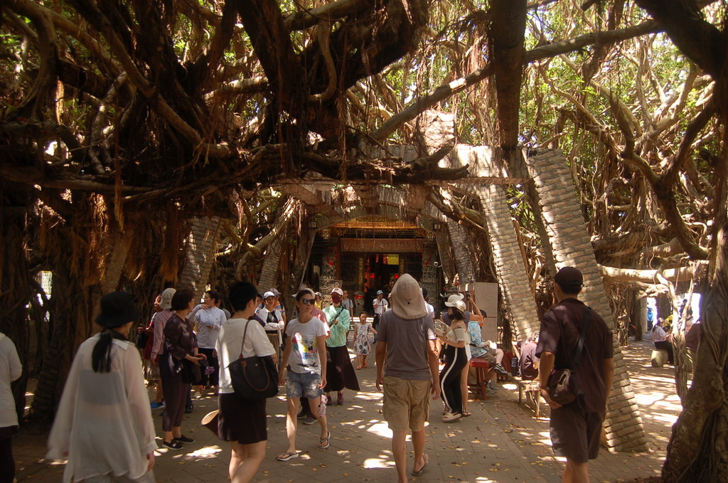 澎湖最重要的地標-->跨海大橋、通樑古榕吃冰(縣203 鎮海