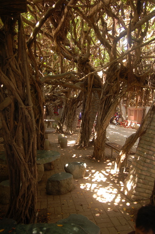 澎湖最重要的地標-->跨海大橋、通樑古榕吃冰(縣203 鎮海