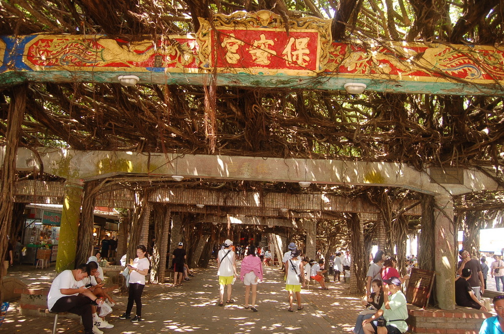 澎湖最重要的地標-->跨海大橋、通樑古榕吃冰(縣203 鎮海