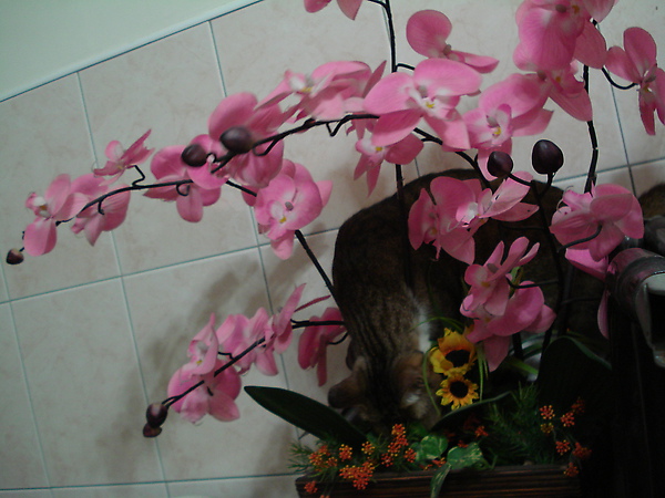 DSC04611.JPG DSC04611.JPG
