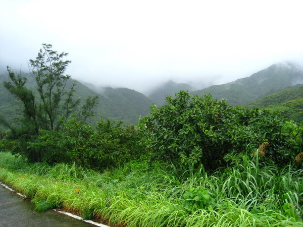 豐富的熱帶雨林