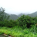 豐富的熱帶雨林