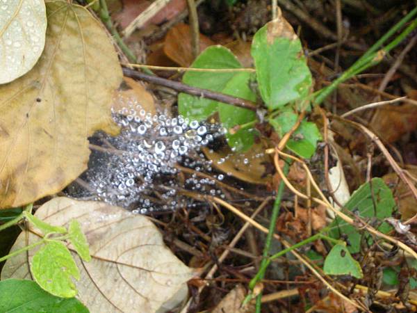 蜘蛛網上的水滴