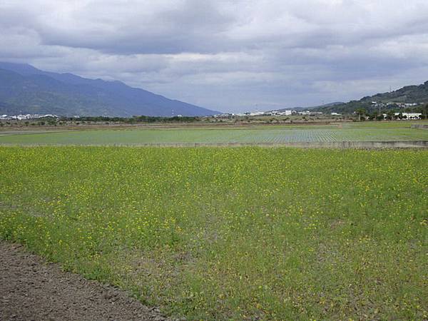 油菜花