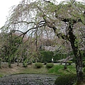 櫻花樹都長綠葉了