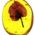 名稱：古叉葉樹 花瓣 Algarrobo flower petal