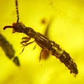 隱翅蟲Rove beetles