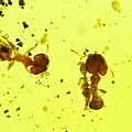 大頭蟻 Pheidole