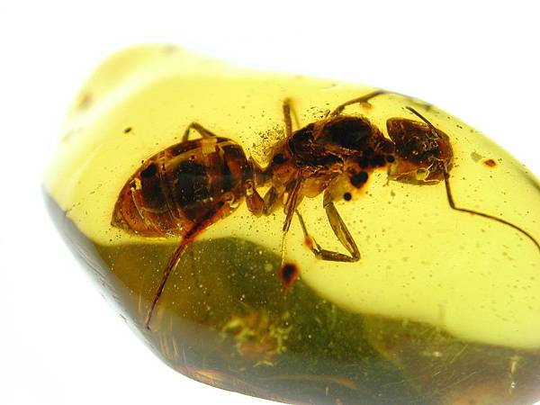 巨山蟻 Camponotus