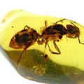 巨山蟻 Camponotus