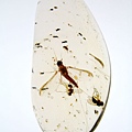 蜉蝣 Mayflies
