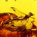 蜉蝣 Mayflies