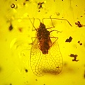 軍配蟲Lace Bugs