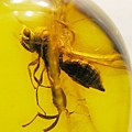 小蜂 Chalcid Wasps