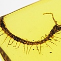 蜈蚣Centipede