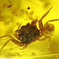 螃蟹 Crab 墨西哥 Mexico