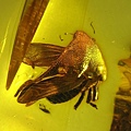 三刺角蟬屬Tricentrus sp. 