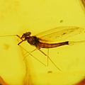 蜉蝣 Mayflies