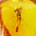 蜉蝣 Mayflies