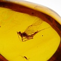 蜉蝣 Mayflies