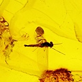 蜉蝣 Mayflies