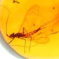 蜉蝣 Mayflies