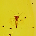 蜉蝣 Mayflies