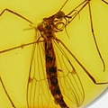 大蚊 Cranefly