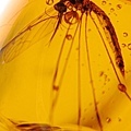 大蚊 Cranefly