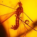 大蚊 Cranefly