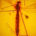 大蚊 Cranefly