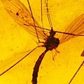 大蚊 Cranefly