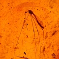 大蚊 Cranefly
