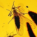 毛蚊科 Bibionidae march flies