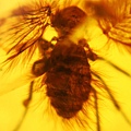 毛蠓科 Psychodidae