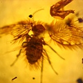 毛蠓科 Psychodidae