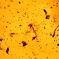 蚊科 Culicidae Mosquitoes
