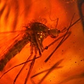 蚊科 Culicidae Mosquitoes
