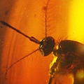 蚊科 Culicidae Mosquitoes