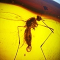 蚊科 Culicidae Mosquitoes