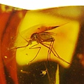 蚊科 Culicidae Mosquitoes