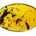 蚊科 Culicidae Mosquitoes