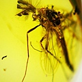 搖蚊科 Chironomidae non-biting midgesx