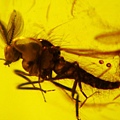 蠓科 Ceratopogonidae biting midges